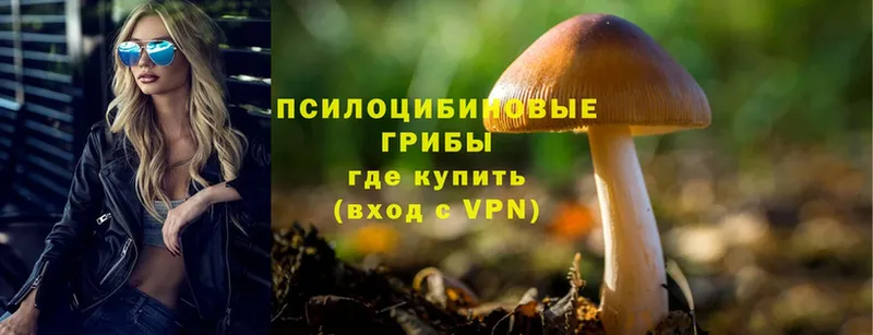 Галлюциногенные грибы Cubensis  Вичуга 